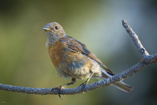 Female Western Bluebird