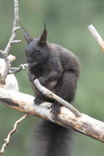 Abert's Squirrel