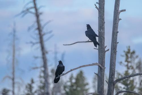 Ravens on Buffalo Pass