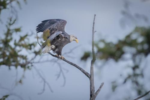 Bald Eagle on Buffalo Pass