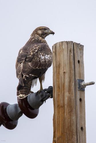 Red Tailed Hawk