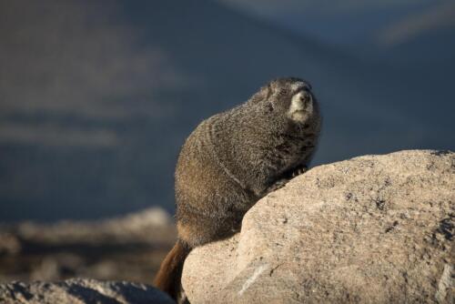 Morning Marmot