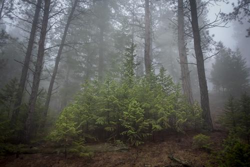 Foggy Family of Firs