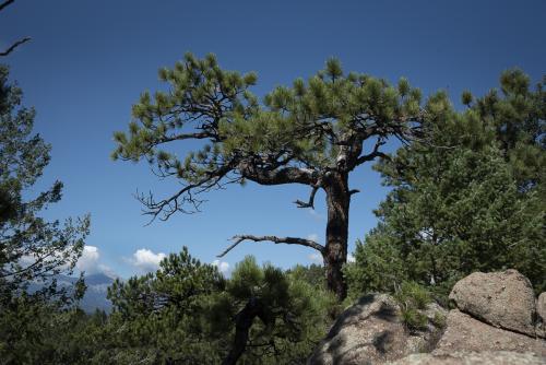 Bristlecone on Independence Mountain