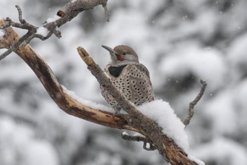 Flicker Woodpecker