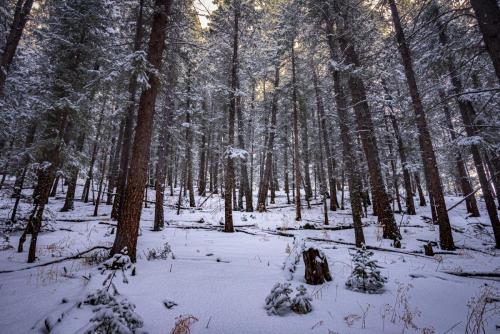Snow Scene