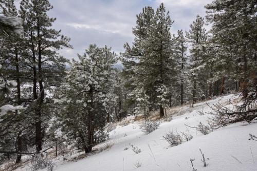 Snow Scene