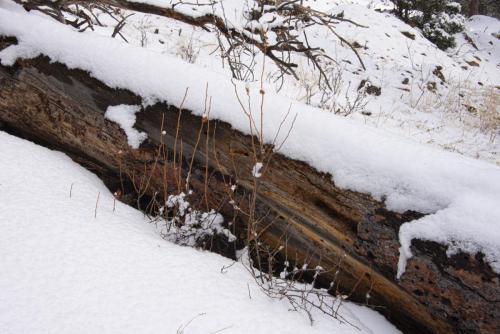 Snow Scene
