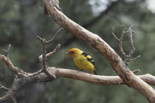 Western Tanager