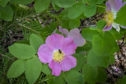 Wild Rose