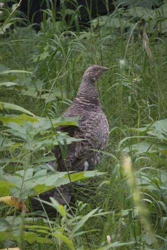 Dusky Grouse