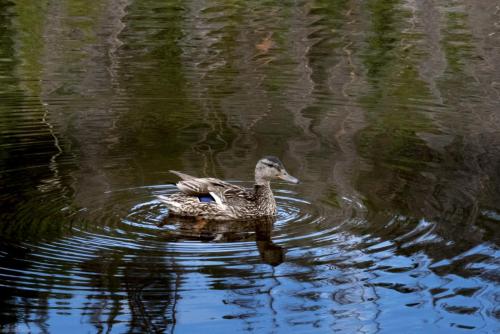 Duckling
