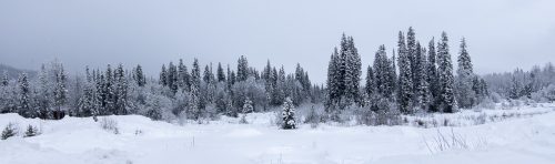 Along the Blue River BC