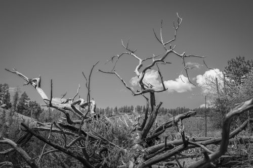 Deadwood above the South Platte