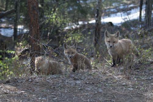 baby fox triplet