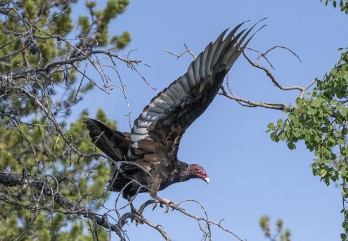 Turkey Vulture