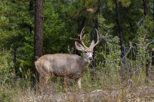Young Buck on Rainbow Hill