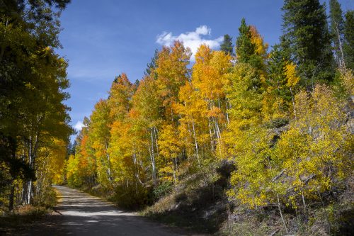 Fall colors on Rollins Pass Rd 