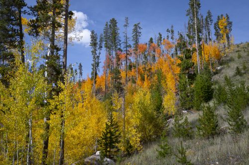 A dash of red near Corona Pass