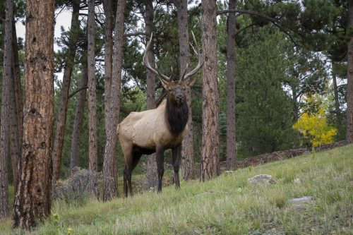 Bull Elk in Hiwan
