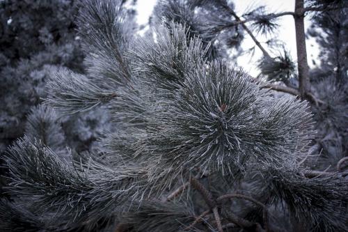 frosty needles