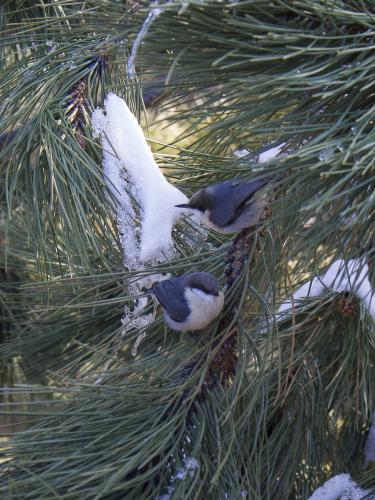 pygmy nuthatches