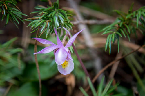  fairy slipper orchid