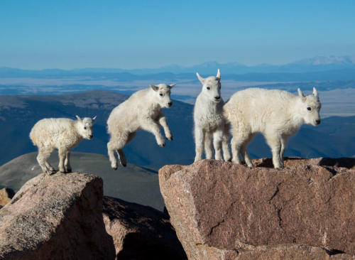  flying baby goats(new kids on the rock)