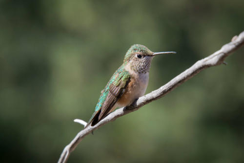  allens hummingbird