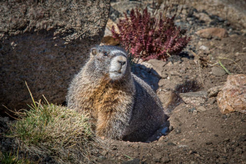  marmot of the day
