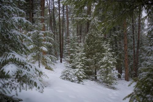 Private Snowy Woods