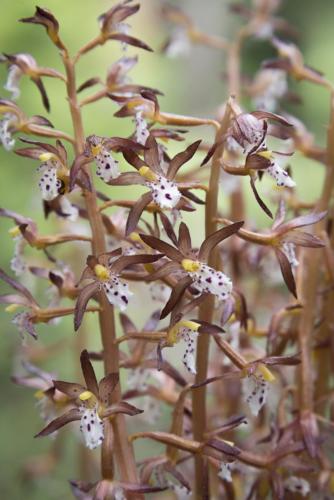 Spotted Coral Root Orchid