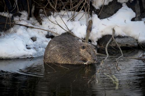 Beaver on the Platte